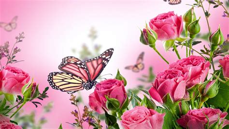 Pink Butterfly Wallpaper Hd Live Wallpaper Hd