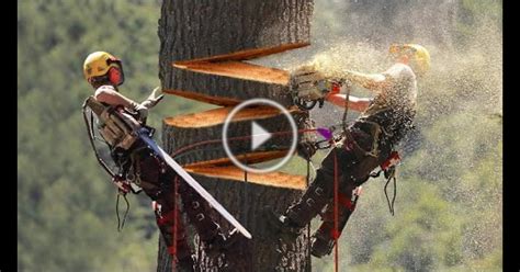 Huge Cedar Trees Felling Climbing With Chainsaw Machines Dangerous