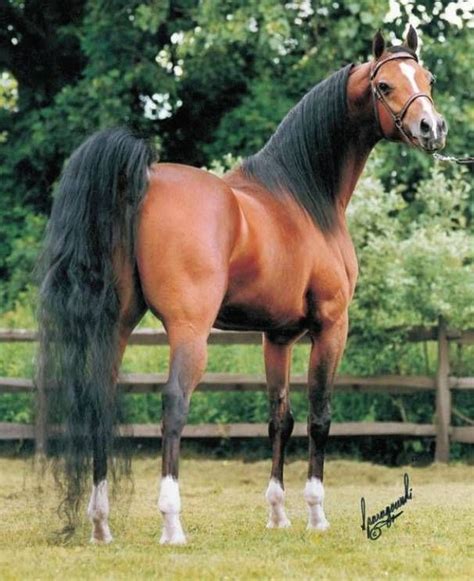 Afire Bey V Is The 1 Leading Sire Of Halter And Performance Horses