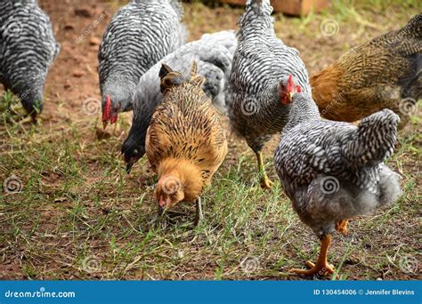 Flock Of Backyard Chickens Stock Photo Image Of Farm 130454006