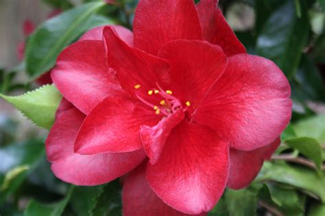 4.5 out of 5 stars 4 ratings. Camellia de printemps