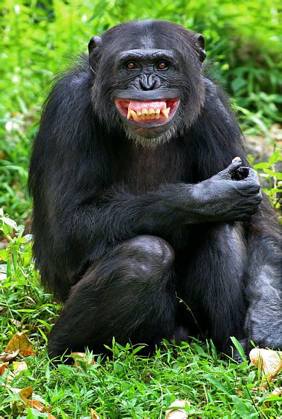Best Laughing Monkey Stock Photos Pictures And Royalty Free