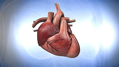 ¿para Qué Sirve El Corazón Cuadromedicopro
