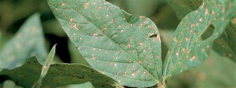 Frogeye Leaf Spot In Soybeans Crop Science Us
