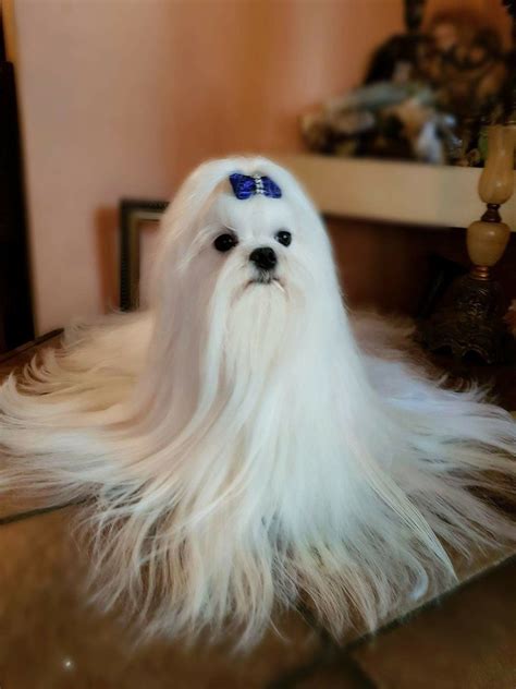 Gorgeous Maltese With Very Long Coat Maltese Dog Breed Teacup