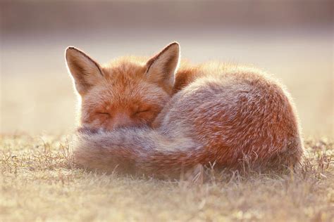 Dreamer Sleepy Fox Is Sleepy Photograph By Roeselien Raimond Fine