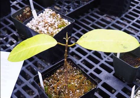 Newly Named Hawaiian Tree Species Already Critically Endangered