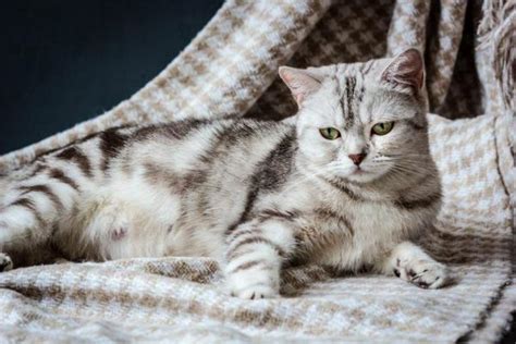 Make your home a comfortable place for the impending birth. How Long Does it Usually Take for a Cat to Give Birth ...