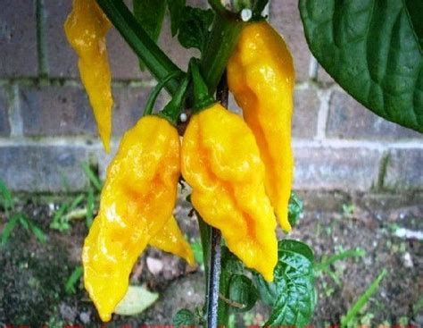 Fatalii Yellow Pepper Seeds Capsicum Chinense Extremely Hot Stuffed Peppers Pepper Seeds
