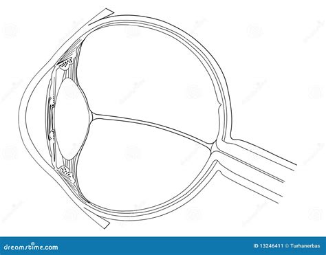 Eye Anatomy Stock Vector Illustration Of Drawing Health 13246411