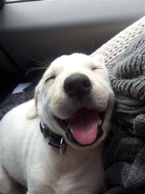 25 Adorable Smiling Dogs - Travels And Living
