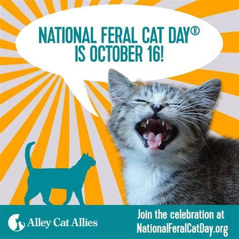 National Feral Cat Day Alley Cat Allies Cat Day Feral Cats