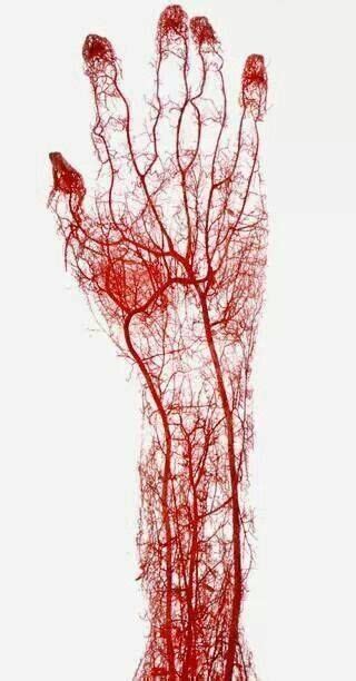 Horror Blood Guts N Gore A Real Human Veins And Arteries Anatomy