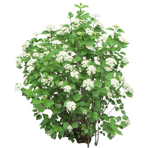 Collection Of Shrub Bushes Png Pluspng