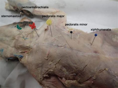 This webpage presents the anatomical structures found on thigh mri. Cat Muscles