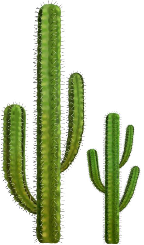Cactus Png Image Purepng Free Transparent Cc0 Png Image Library