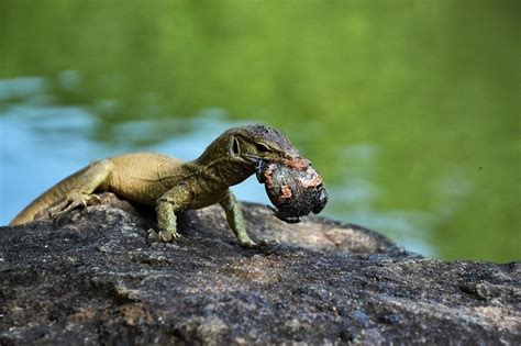 What Do Lizards Eat In The Wild And As Pets Facts And Faq Pet Keen