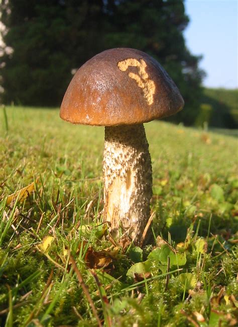 Mushroom - Simple English Wikipedia, the free encyclopedia gambar png