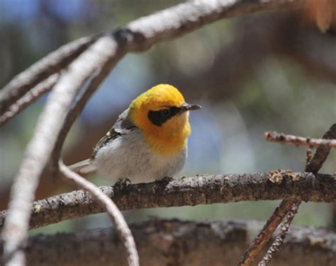 Oaxaca Mexico Birding Tour Naturalist Journeys