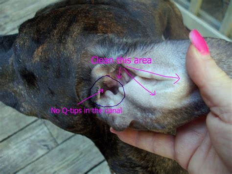 How do you treat dogs ear infection? Dog Ear Cleaning