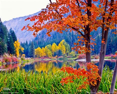 Fall Foliage Backgrounds Desktops Hot Sex Picture