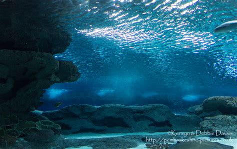 Image Of Blue Planet Aquarium Chester From Pembrokeshire Pictures
