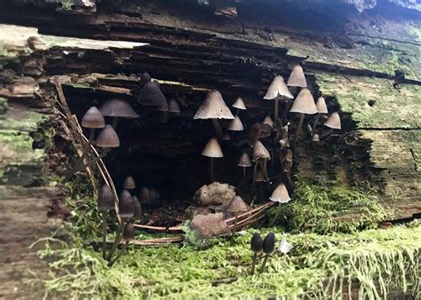 Best Little Mushroom Cave Ever Found In Georgia Rmycology