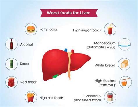 A Healthy Liver Is Crucial For Well Being It Helps Protect The Body