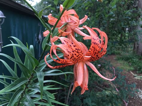 Lisa Bonassins Garden Double Tiger Lily June 10 2018