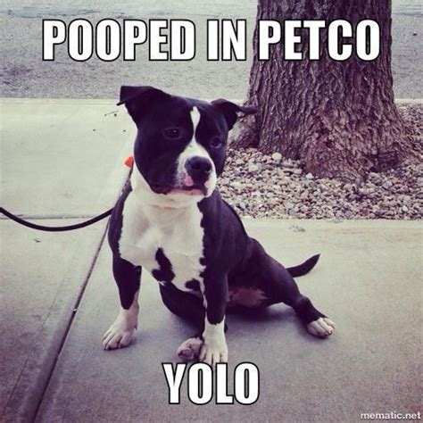 1000 Images About Funny Pitties On Pinterest