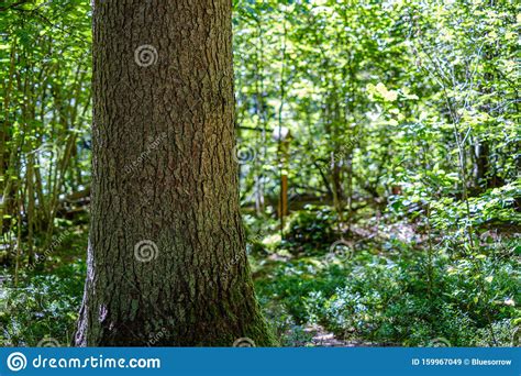 Large Tree Trunks In Green Forest Stock Image Image Of Leaf Green