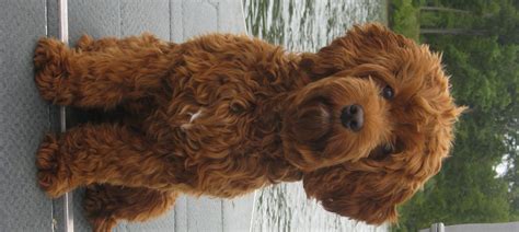 Hello and welcome to laurel ridge goldendoodles. F1 Goldendoodle Puppies Virginia - Pets Ideas