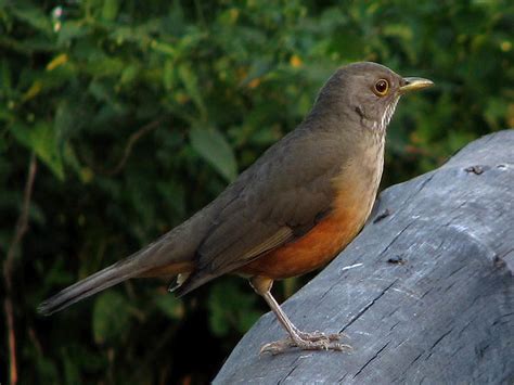 National Bird Of Brazil Rufous Bellied Thrush Lovely Songbird Of