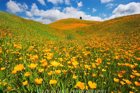 California Wild Sky Flower California Dream California Poppy Wild Flower Landscape 1080p