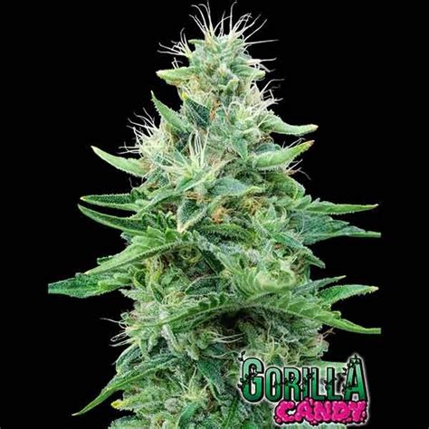 Gorilla Candy Cannabis Seeds From Eva Seeds