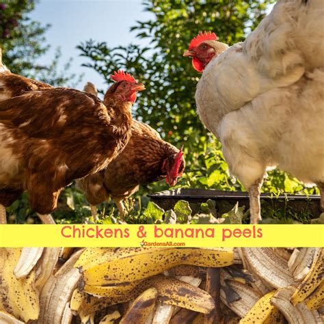 Can Chickens Eat Banana Peels And Bananas GardensAll