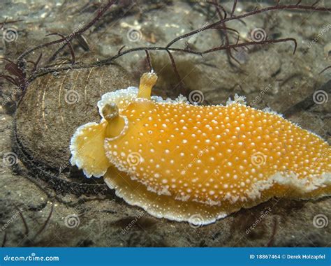 Orange Peel Nudibranch Stock Photo Image Of Slug World 18867464