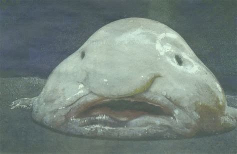 Hoolawhoop Blobfish