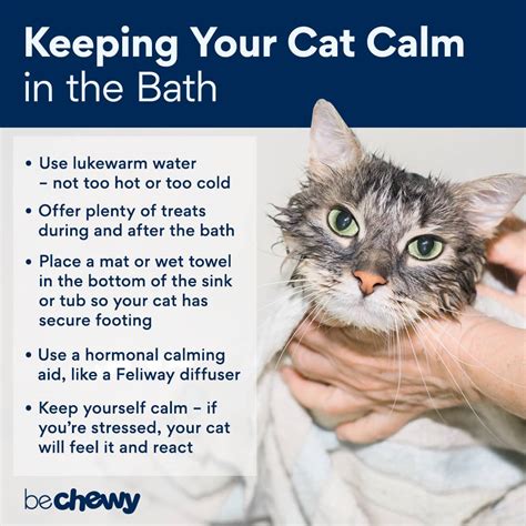 How To Bathe Your Cat With Or Without Water Not Do Do Catbounty