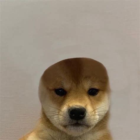 Dogwifhat Template 2 No Hat Dogwifhat Know Your Meme Baby