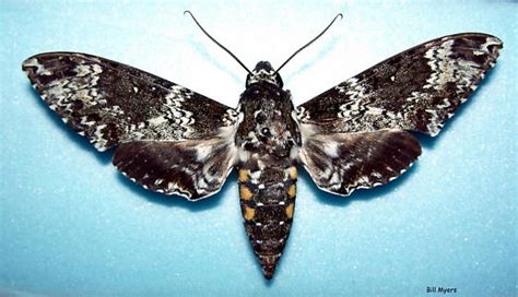 Missouri Rustic Sphinx Moth Manduca Rustica Bugguidenet