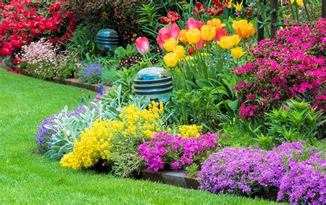 Some have had success with tulips and daffodils planted as late as thanksgiving weekend in the northeast region, it's recommended that you plant them earlier … at least 6 weeks before the ground is likely to start. Seasonal Flower Program for Commercial Properties ...