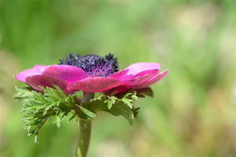 Images Gratuites Pétale Floraison Rose Botanique Fermer Flore