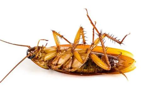 Why Are Cockroaches Immortal Pestwhisperer Com