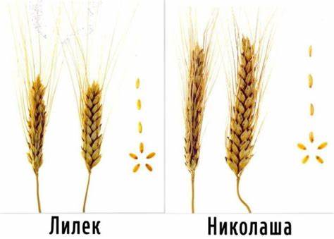Пшеница твердых сортов для диеты Как выглядит колос пшеницы: распределение зерен и структура Как выглядит колос пшеницы: распределение зерен и структура Пшеница твердых сортов для диеты