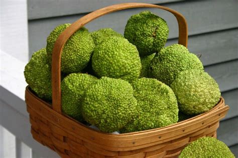 One last day before the cold. 1000+ images about Hedge Apples on Pinterest | Hedges ...