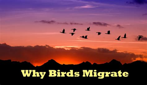 Why Birds Migrate