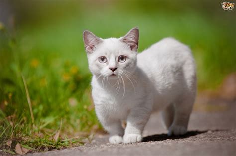 The 5 Best Cat Breeds For An Indoor Only Home Pets4homes