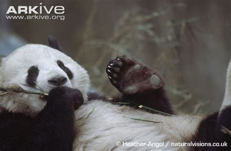 Panda Showing Paw Aww Look Kung Fu Panda Lol My Loves Pinterest
