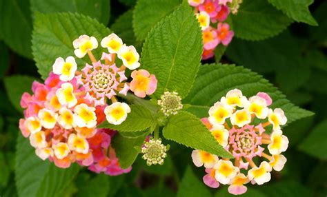 They have collaborated with the likes of louis vuitton, cartier, and lane crawford for their blooms. There are more flower, plants, trees in HK than you might ...